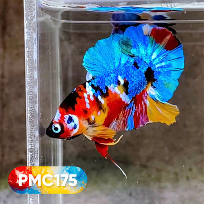 Multicolor Plakat Male Betta Fish |Show Grade|  You Pick Fish