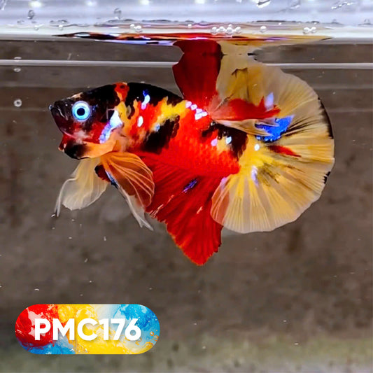 Multicolor Plakat Male Betta Fish |Show Grade|  You Pick Fish