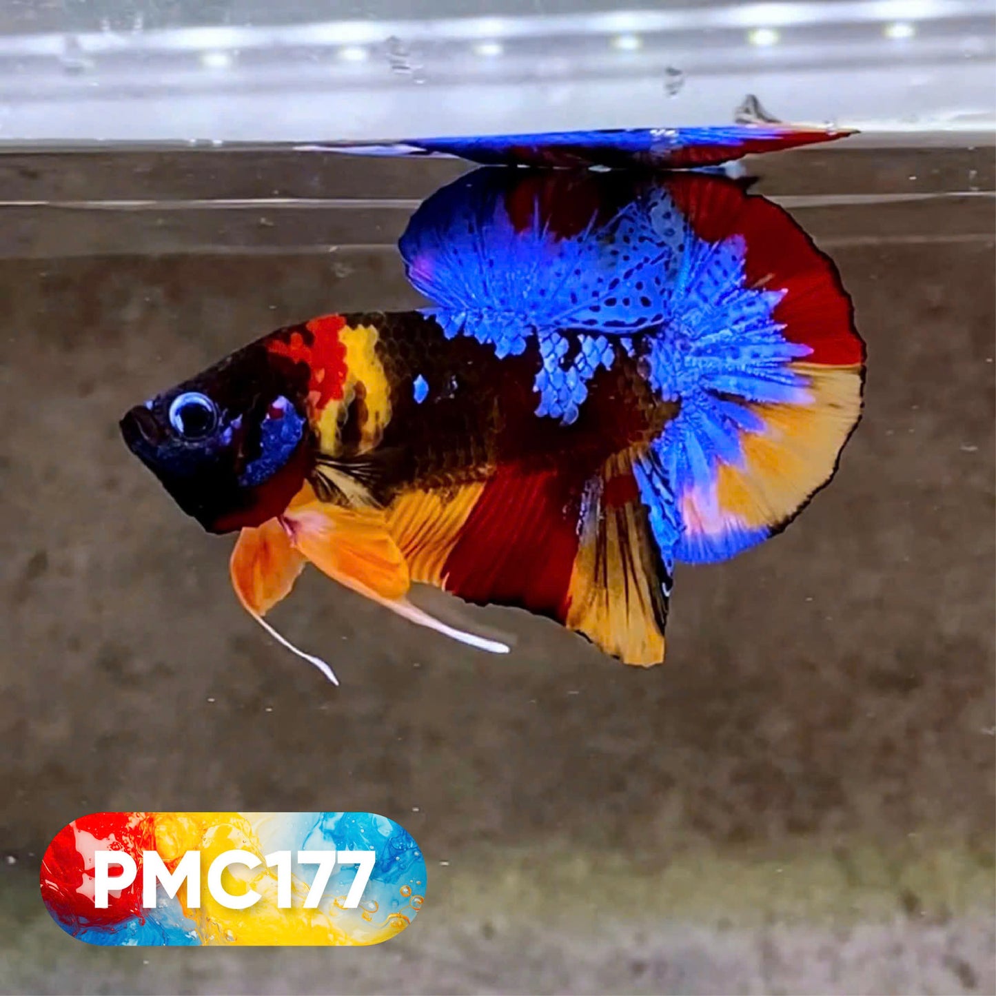 Multicolor Plakat Male Betta Fish |Show Grade|  You Pick Fish