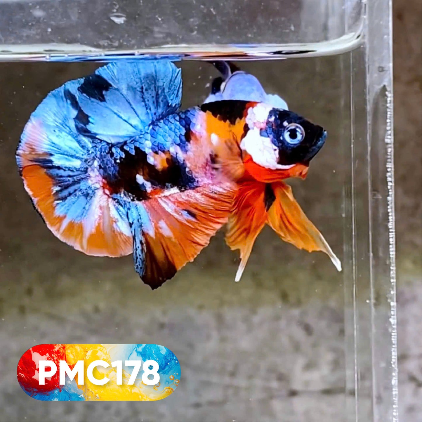 Multicolor Plakat Male Betta Fish |Show Grade|  You Pick Fish