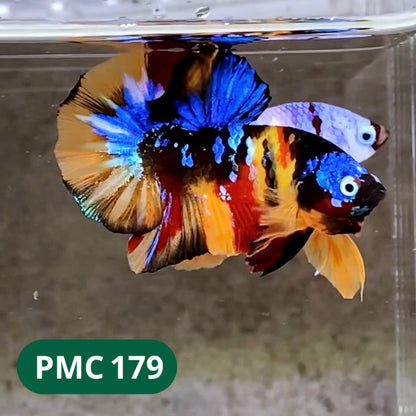 Multicolor Plakat Male Betta Fish |Show Grade|  You Pick Fish