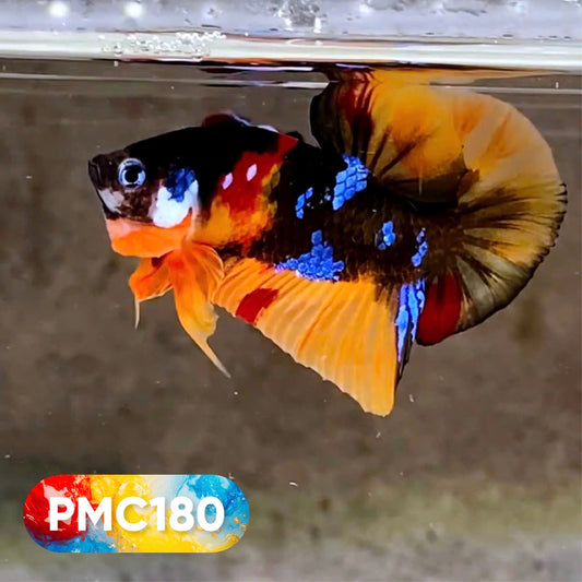 Multicolor Plakat Male Betta Fish |Show Grade|  You Pick Fish