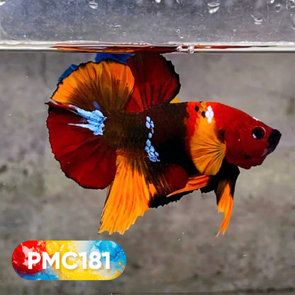 Multicolor Plakat Male Betta Fish |Show Grade|  You Pick Fish