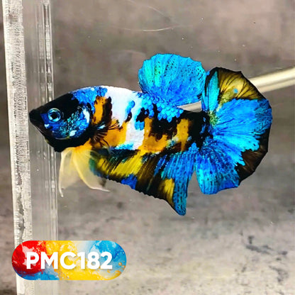 Multicolor Plakat Male Betta Fish |Show Grade|  You Pick Fish