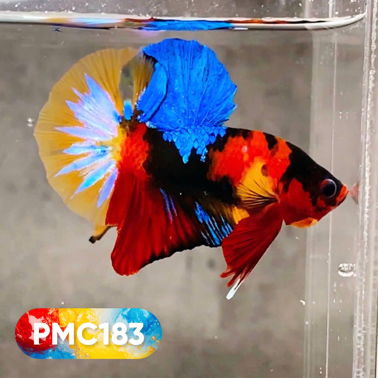Multicolor Plakat Male Betta Fish |Show Grade|  You Pick Fish
