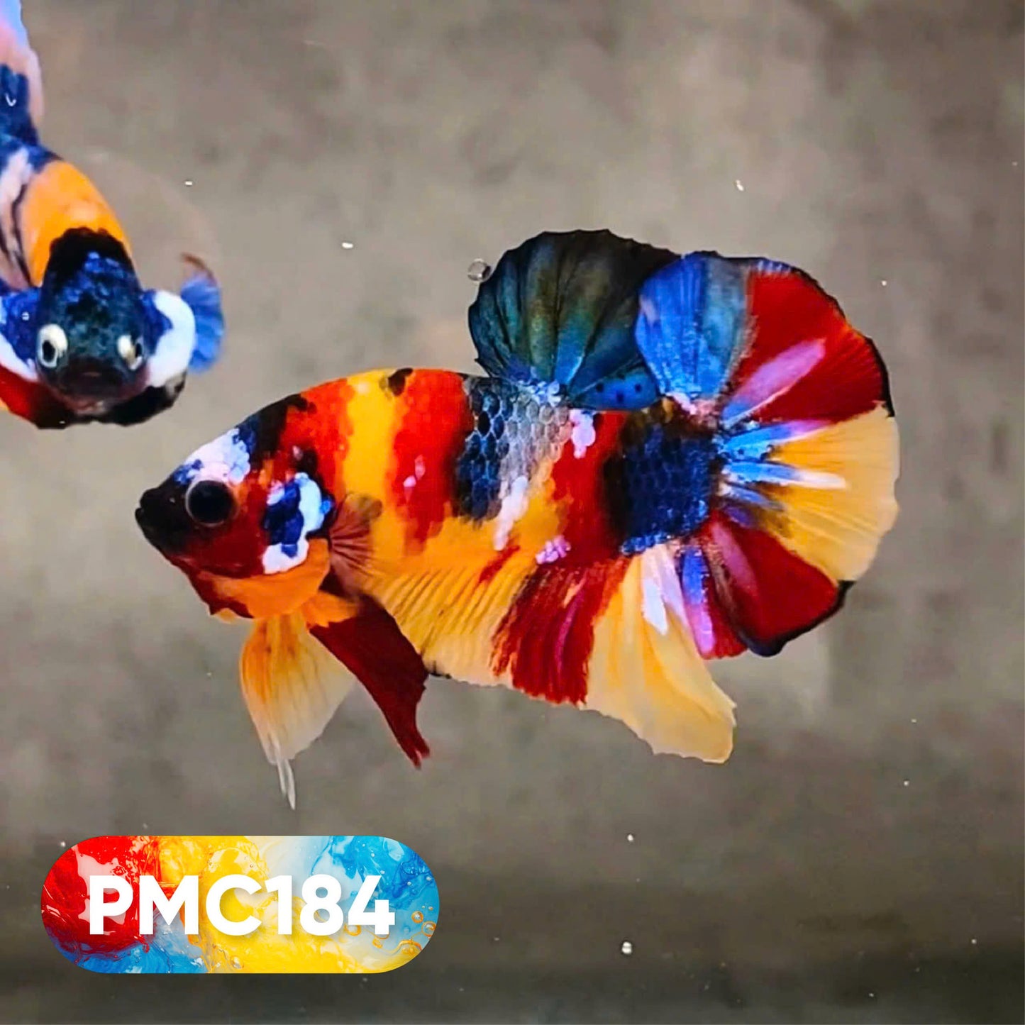 Multicolor Plakat Male Betta Fish |Show Grade|  You Pick Fish