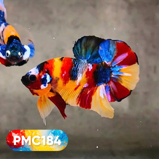 Multicolor Plakat Male Betta Fish |Show Grade|  You Pick Fish