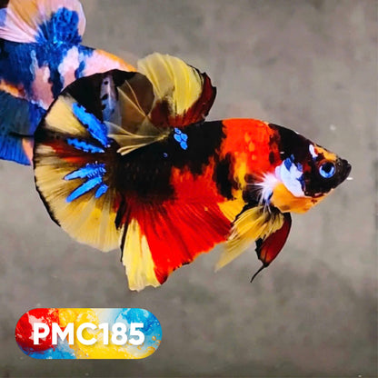 Multicolor Plakat Male Betta Fish |Show Grade|  You Pick Fish