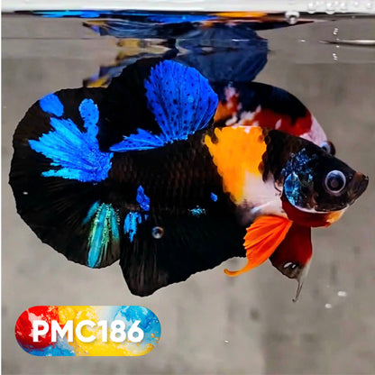 Multicolor Plakat Male Betta Fish |Show Grade|  You Pick Fish