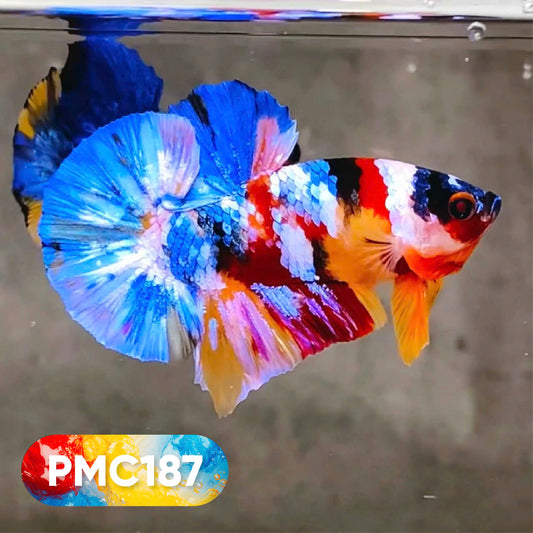 Multicolor Plakat Male Betta Fish |Show Grade|  You Pick Fish