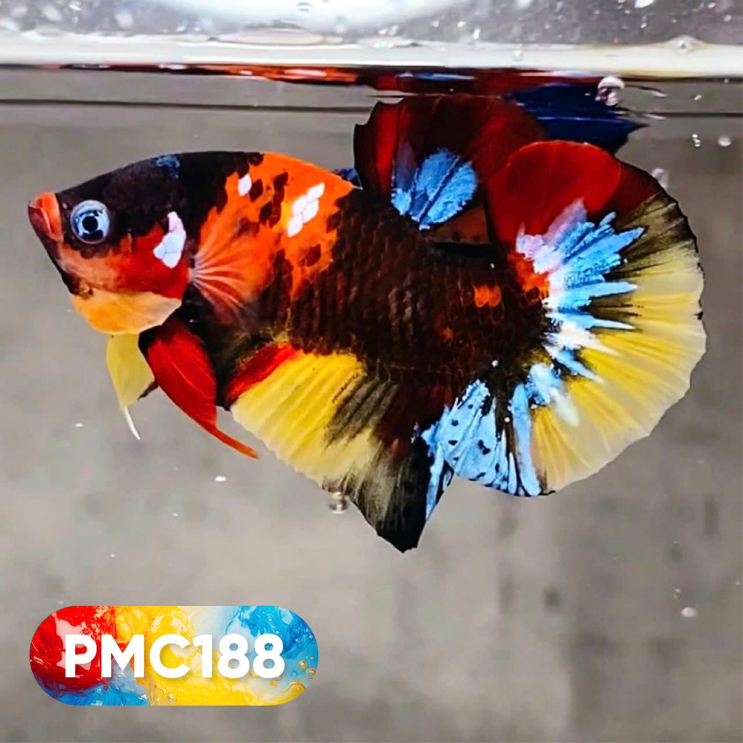 Multicolor Plakat Male Betta Fish |Show Grade|  You Pick Fish