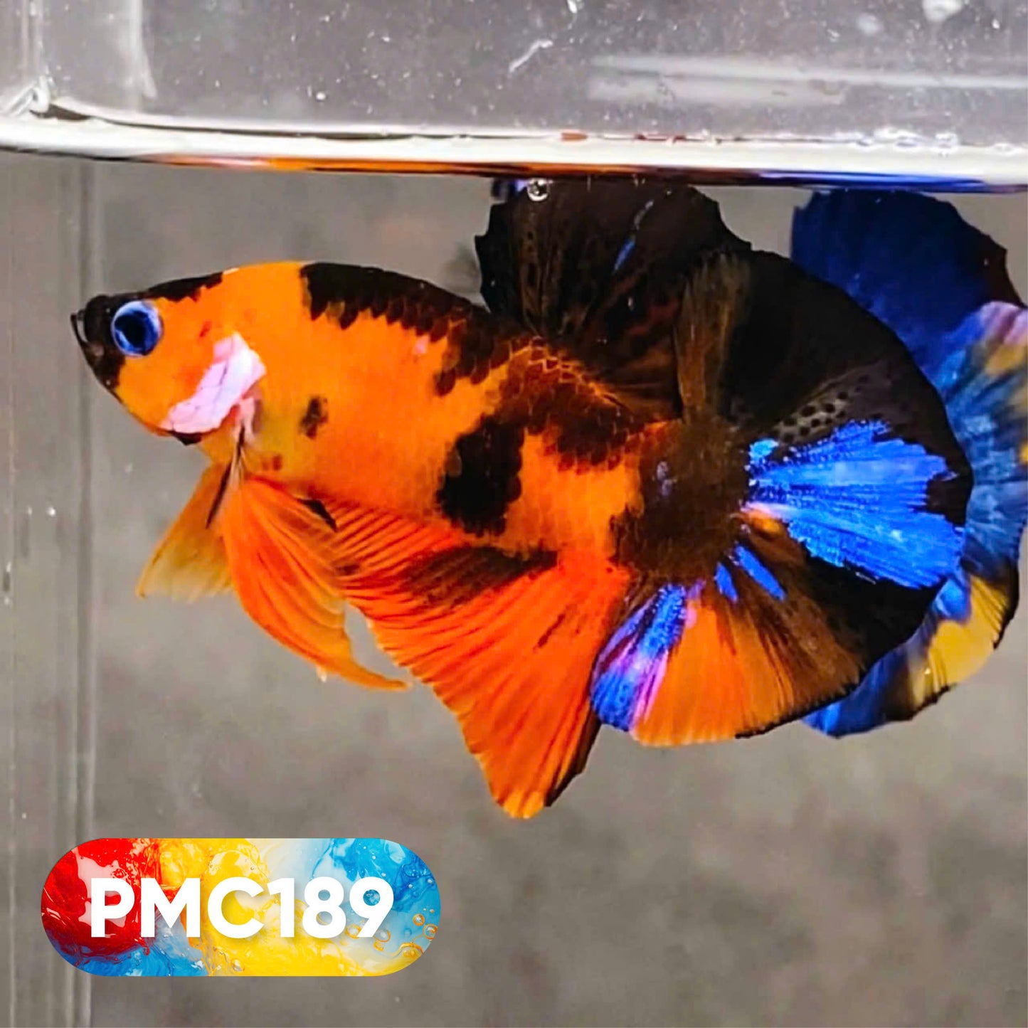Multicolor Plakat Male Betta Fish |Show Grade|  You Pick Fish