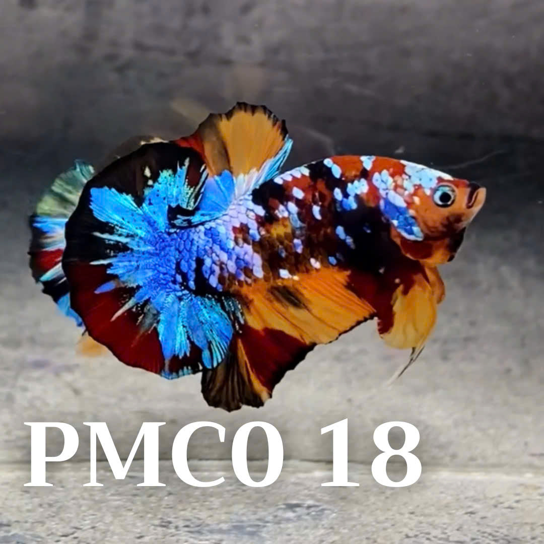 Multicolor Plakat Male Betta Fish |Show Grade|  You Pick Fish