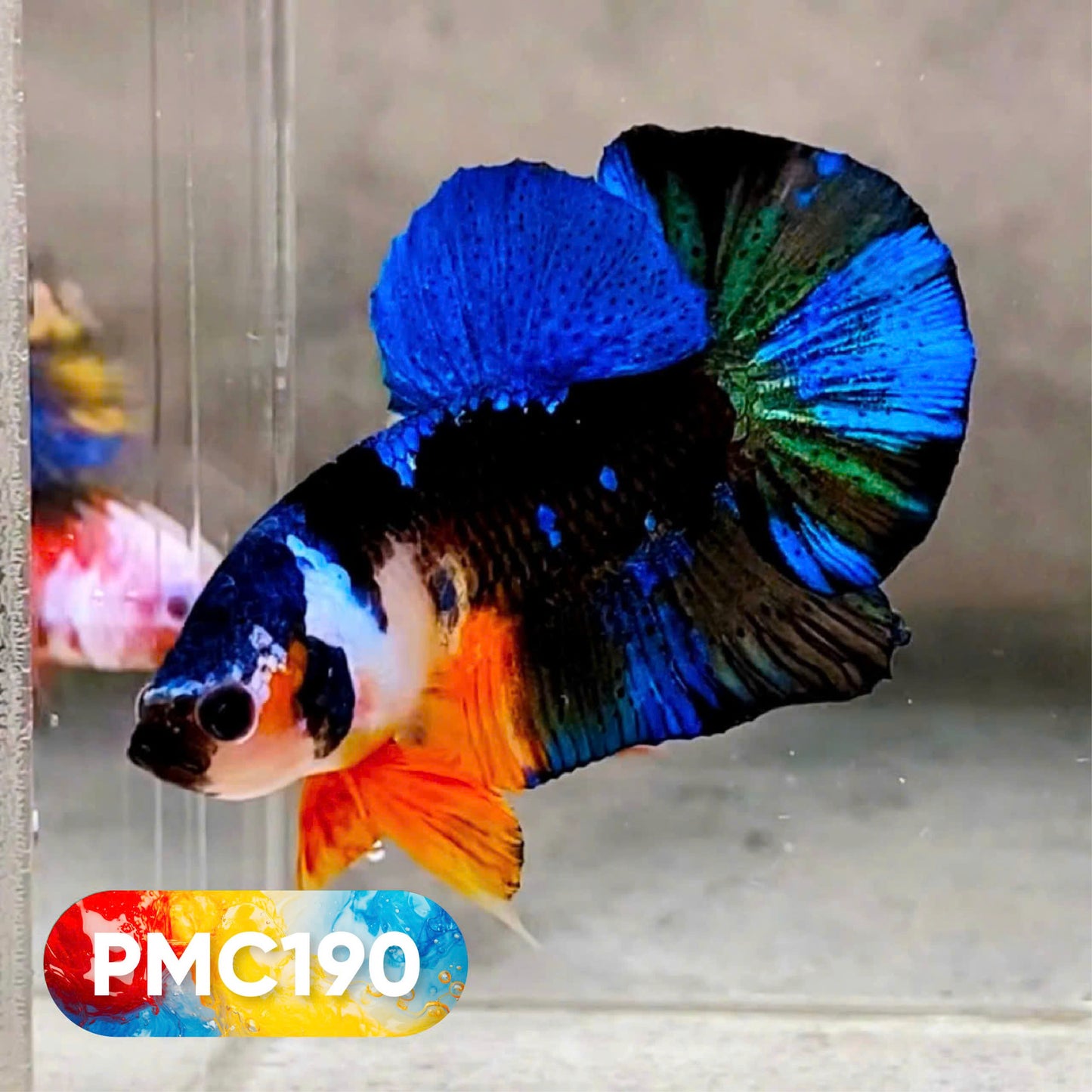 Multicolor Plakat Male Betta Fish |Show Grade|  You Pick Fish