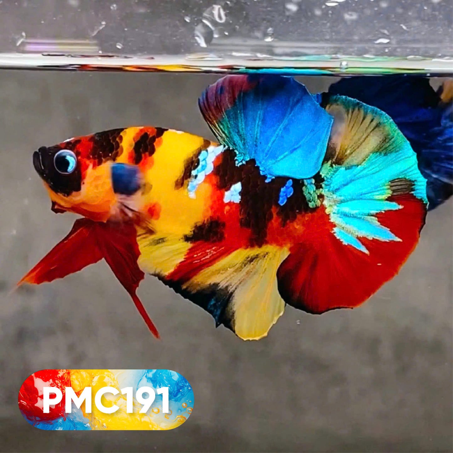 Multicolor Plakat Male Betta Fish |Show Grade|  You Pick Fish