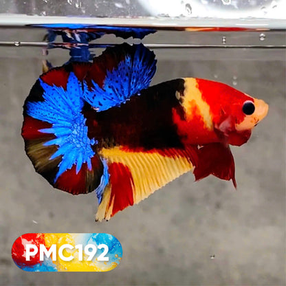 Multicolor Plakat Male Betta Fish |Show Grade|  You Pick Fish