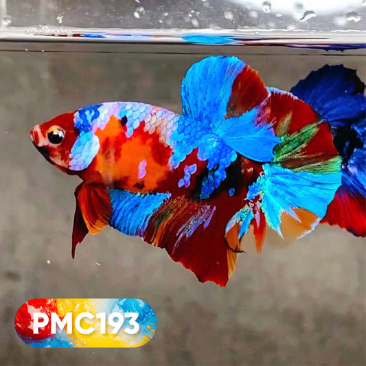 Multicolor Plakat Male Betta Fish |Show Grade|  You Pick Fish