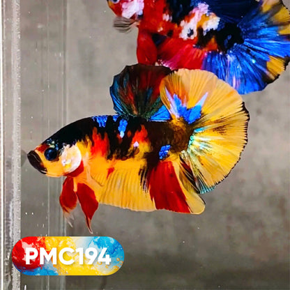 Multicolor Plakat Male Betta Fish |Show Grade|  You Pick Fish