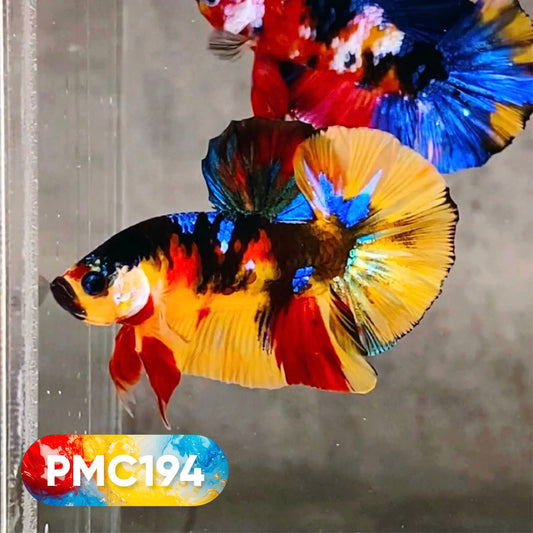 Multicolor Plakat Male Betta Fish |Show Grade|  You Pick Fish