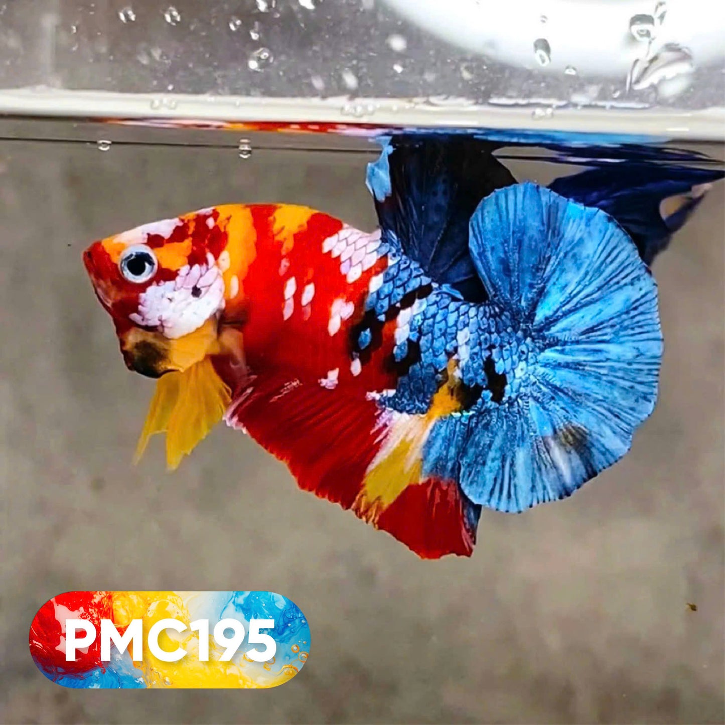 Multicolor Plakat Male Betta Fish |Show Grade|  You Pick Fish