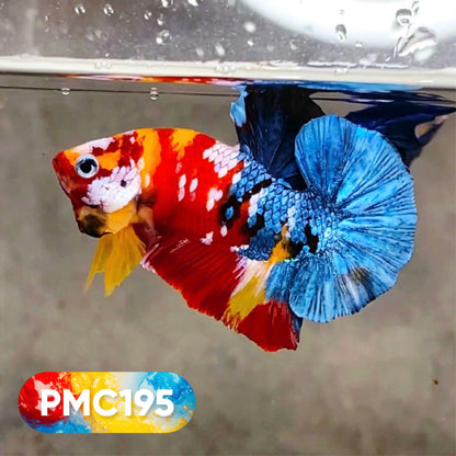 Multicolor Plakat Male Betta Fish |Show Grade|  You Pick Fish