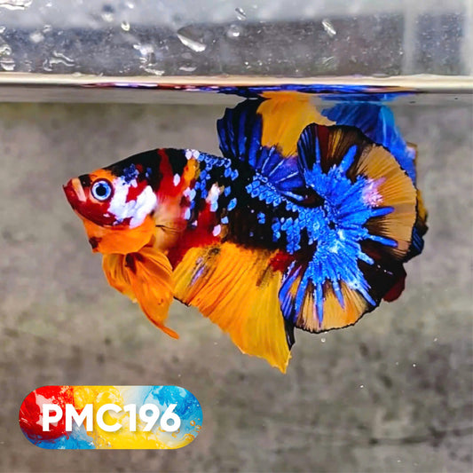 Multicolor Plakat Male Betta Fish |Show Grade|  You Pick Fish