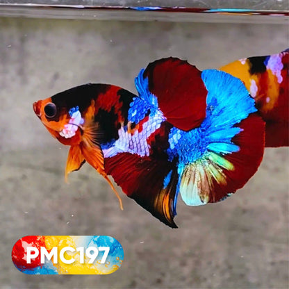 Multicolor Plakat Male Betta Fish |Show Grade|  You Pick Fish