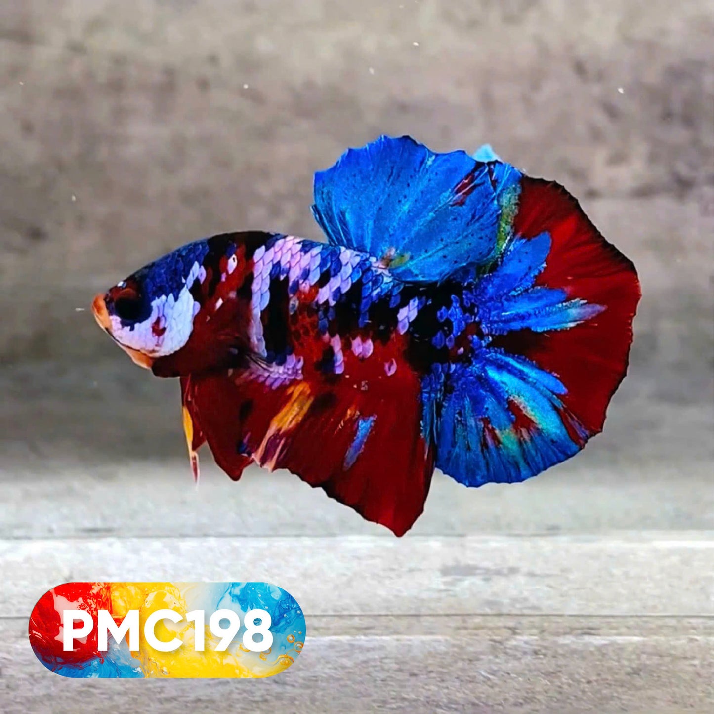 Multicolor Plakat Male Betta Fish |Show Grade|  You Pick Fish