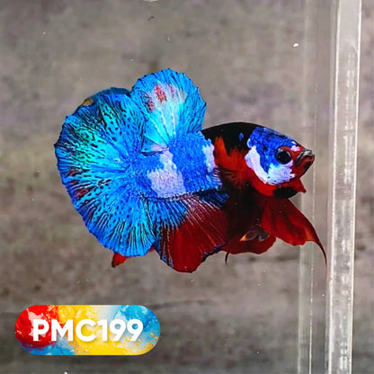 Multicolor Plakat Male Betta Fish |Show Grade|  You Pick Fish