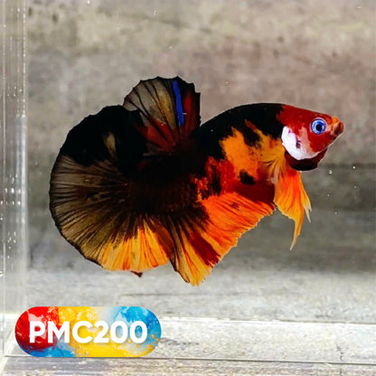 Multicolor Plakat Male Betta Fish |Show Grade|  You Pick Fish