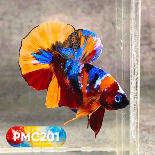 Multicolor Plakat Male Betta Fish |Show Grade|  You Pick Fish
