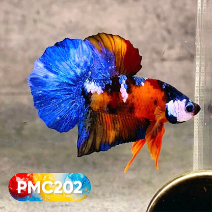 Multicolor Plakat Male Betta Fish |Show Grade|  You Pick Fish