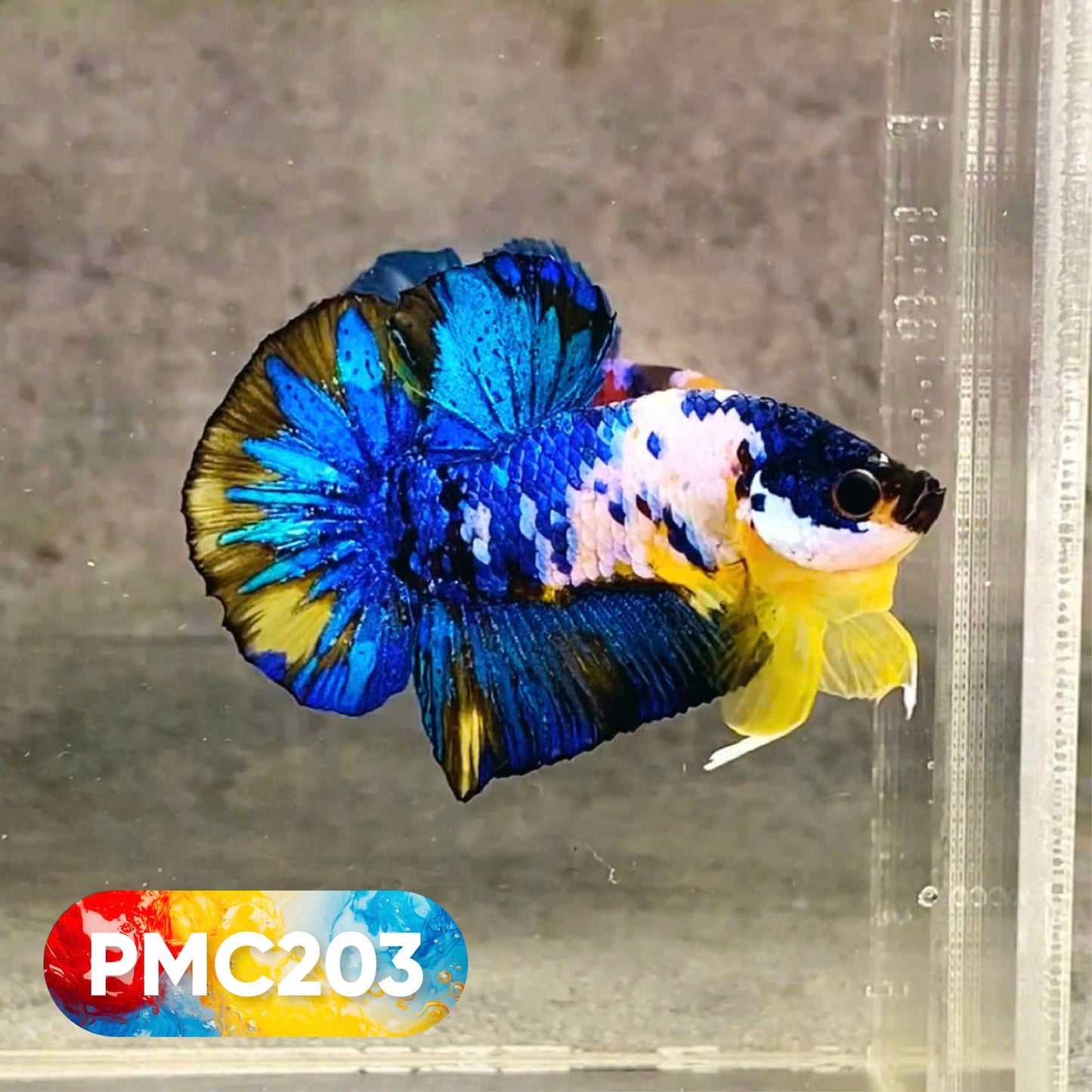 Multicolor Plakat Male Betta Fish |Show Grade|  You Pick Fish