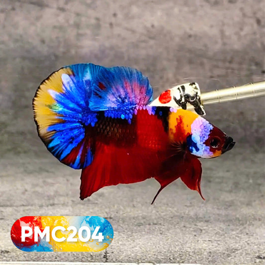Multicolor Plakat Male Betta Fish |Show Grade|  You Pick Fish