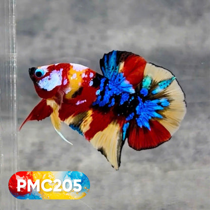 Multicolor Plakat Male Betta Fish |Show Grade|  You Pick Fish