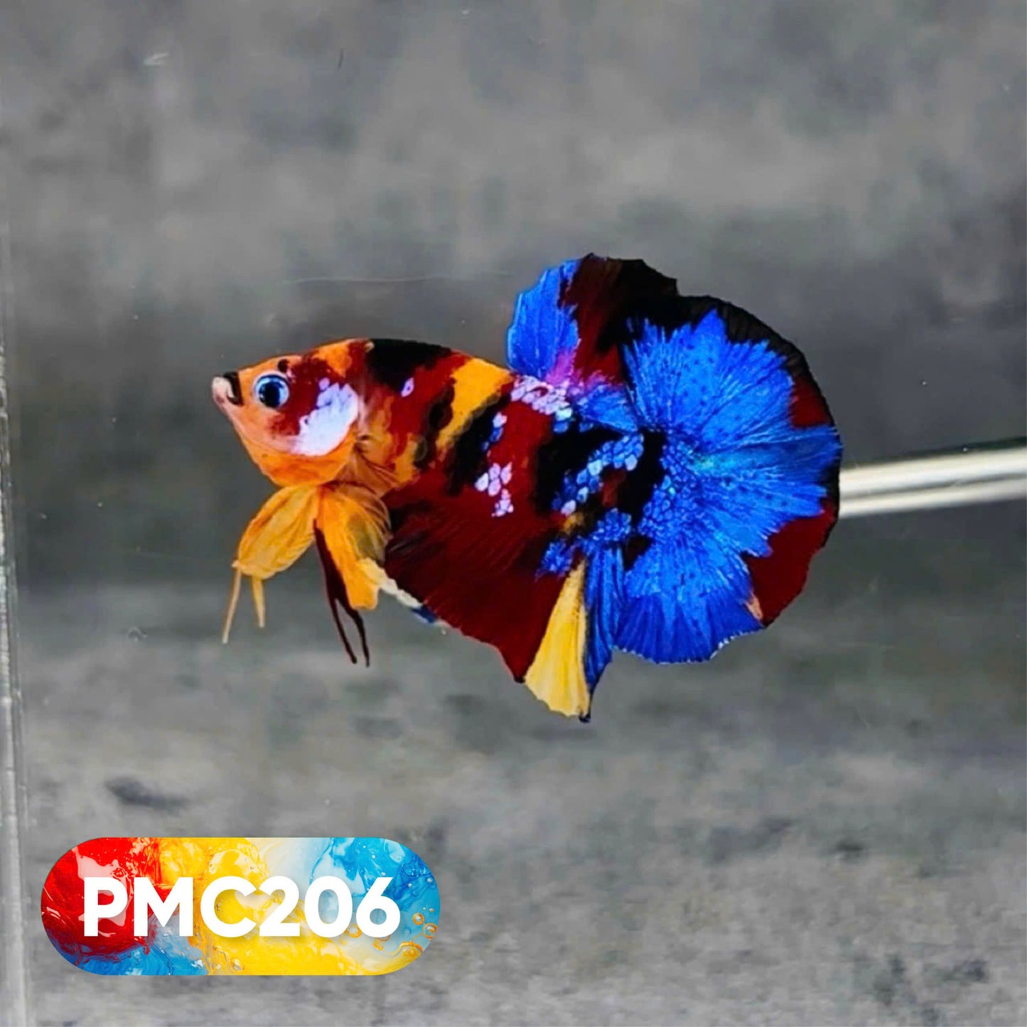 Multicolor Plakat Male Betta Fish |Show Grade|  You Pick Fish