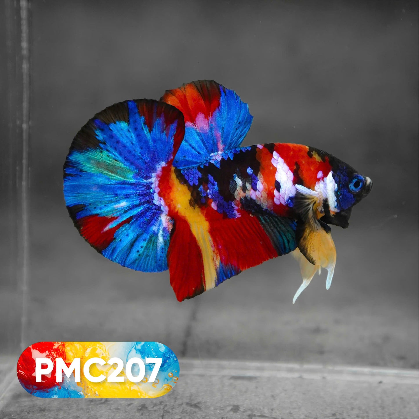 Multicolor Plakat Male Betta Fish |Show Grade|  You Pick Fish