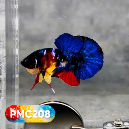 Multicolor Plakat Male Betta Fish |Show Grade|  You Pick Fish