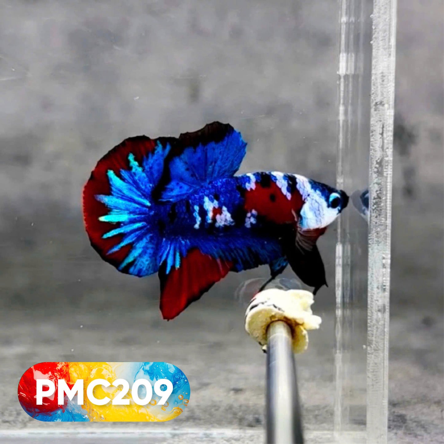 Multicolor Plakat Male Betta Fish |Show Grade|  You Pick Fish