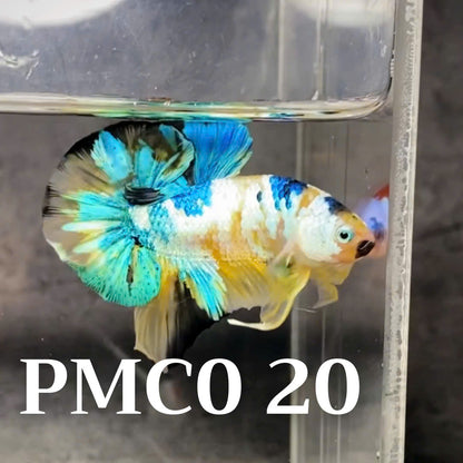 Multicolor Plakat Male Betta Fish |Show Grade|  You Pick Fish