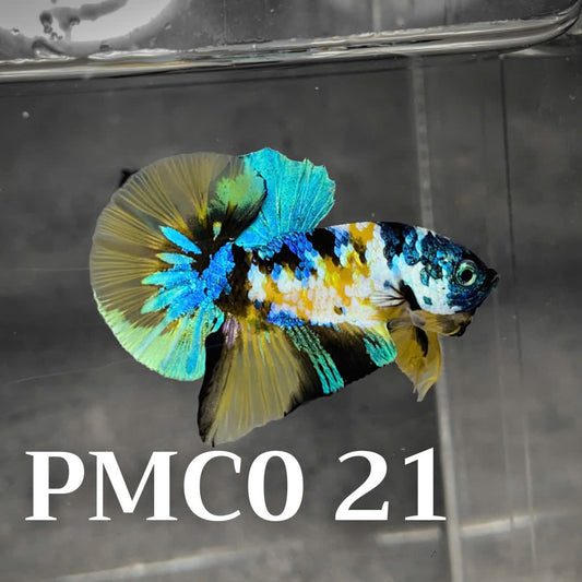 Multicolor Plakat Male Betta Fish