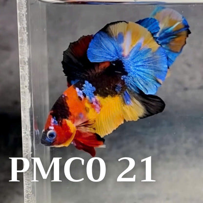 Multicolor Plakat Male Betta Fish |Show Grade|  You Pick Fish