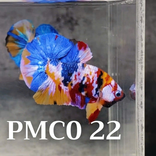 Multicolor Plakat Male Betta Fish |Show Grade|  You Pick Fish