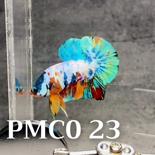 Multicolor Plakat Male Betta Fish