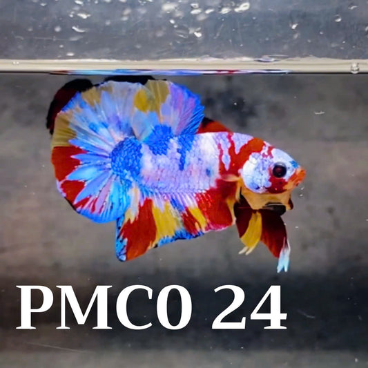 Multicolor Plakat Male Betta Fish