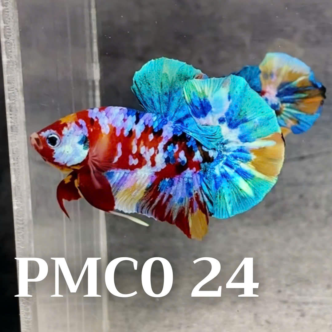 Multicolor Plakat Male Betta Fish |Show Grade|  You Pick Fish