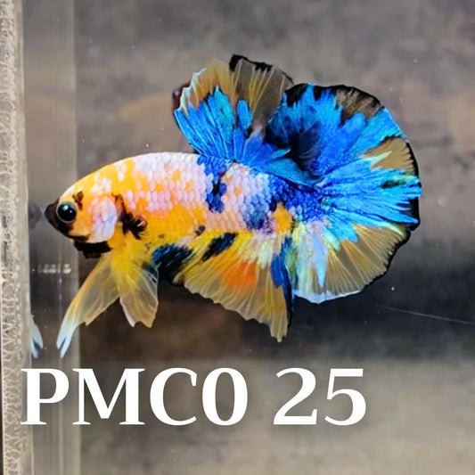 Multicolor Plakat Male Betta Fish