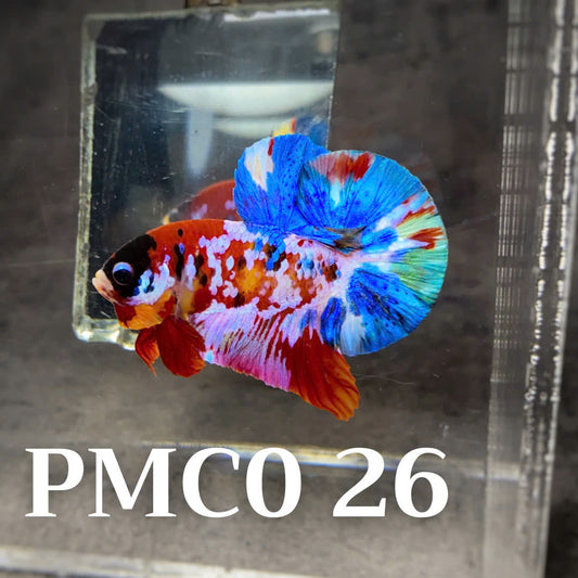 Multicolor Plakat Male Betta Fish