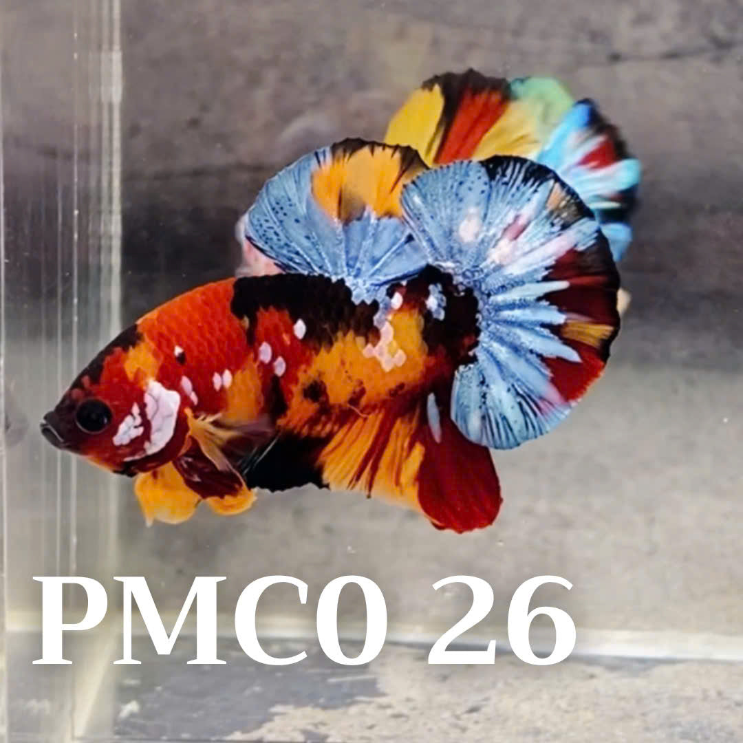 Multicolor Plakat Male Betta Fish |Show Grade|  You Pick Fish