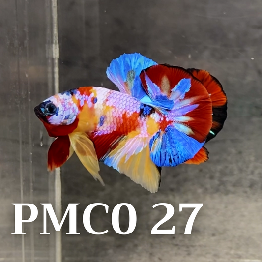 Multicolor Plakat Male Betta Fish